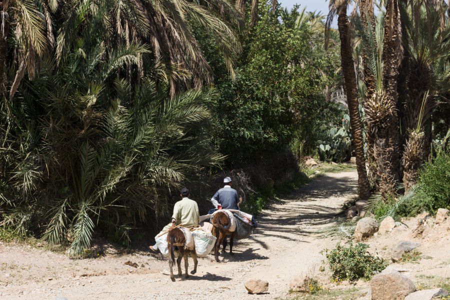 Palmeraie de Tiout, Taroudant