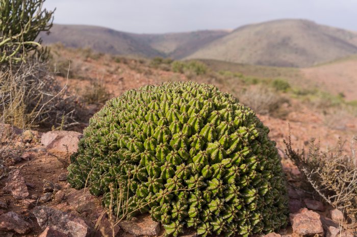 Boule de cactus