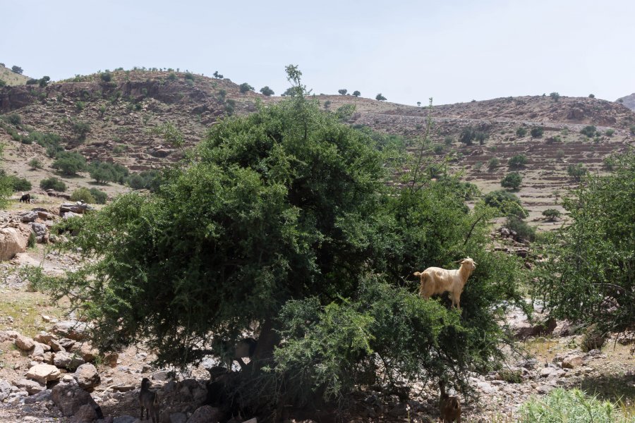 Chèvre qui mange les feuilles d'un arbre au Maroc