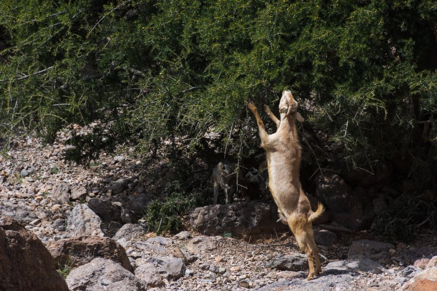 Chèvre qui mange les feuilles d'un arbre au Maroc