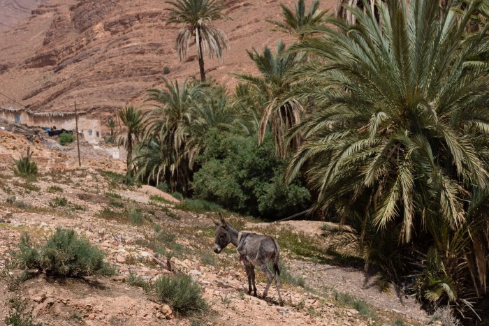 Gorges de l'Aït Mansour, Tafraout, Maroc