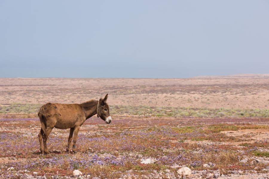 Entre Sidi Ifni et Mirleft, Maroc