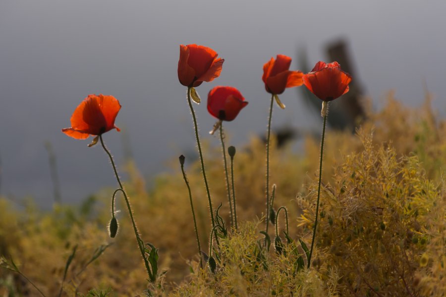 Coquelicots