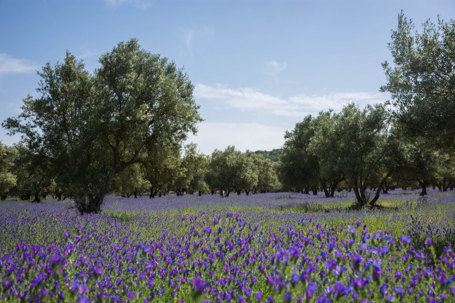 Paysage marocain