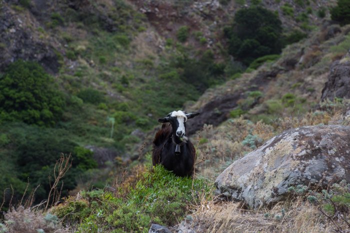 Chèvre dans l'Anaga, Tenerife