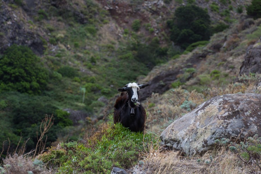 Chèvre dans l'Anaga, Tenerife