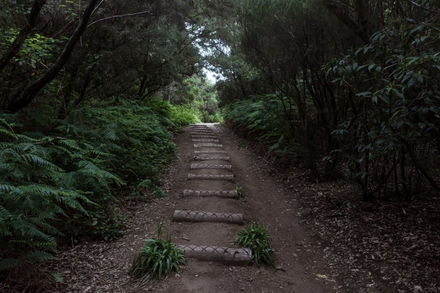 Randonnée dans la forêt de l'Anaga, Tenerife