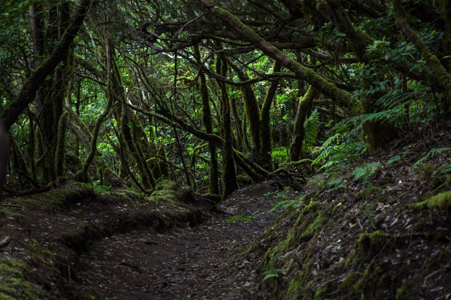 Bosque encantado, Anaga, Tenerife