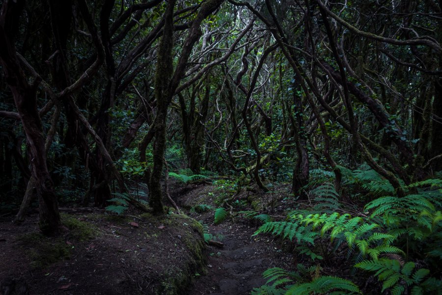 Bosque encantado, Anaga, Tenerife