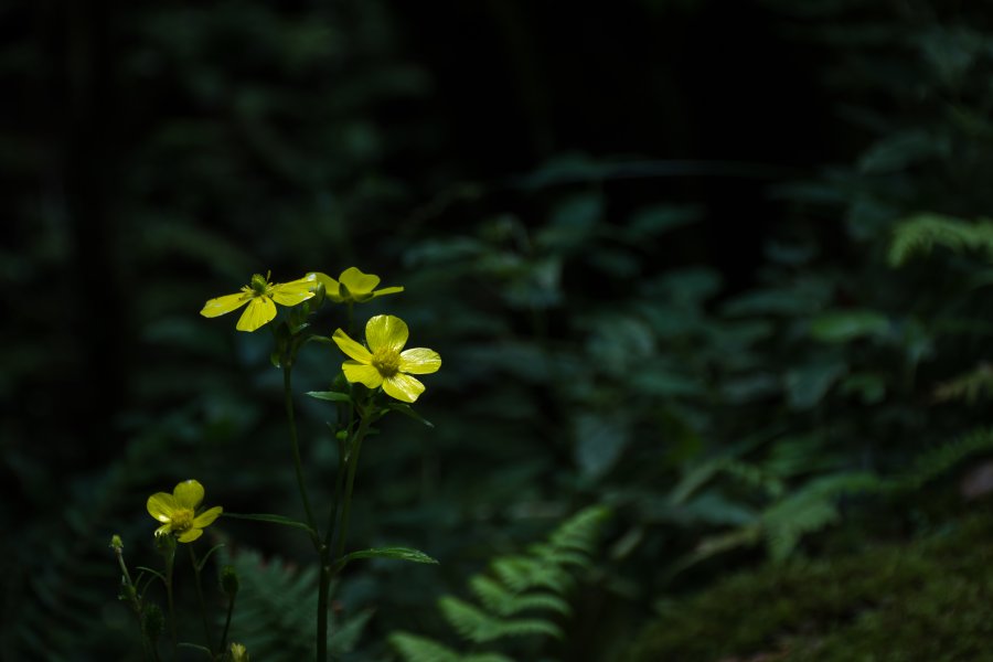 Bosque encantado, Anaga, Tenerife