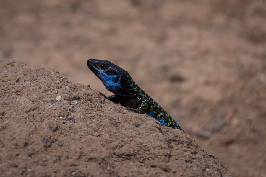 Lézard bleu de Tenerife, Canaries