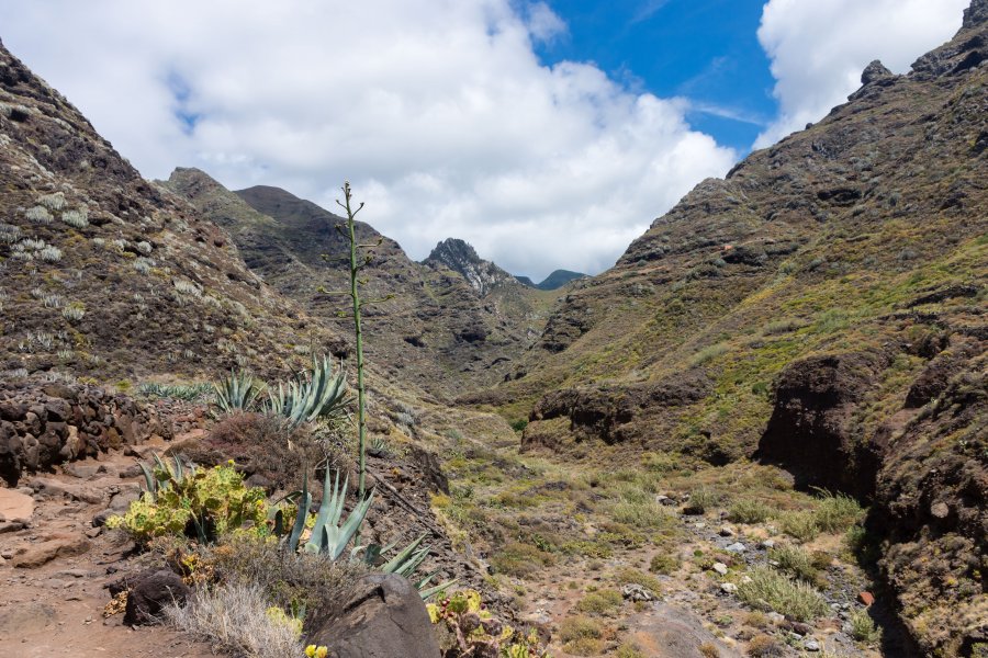 Randonnée de Cruz del Carmen à Punta del Hidalgo, Anaga