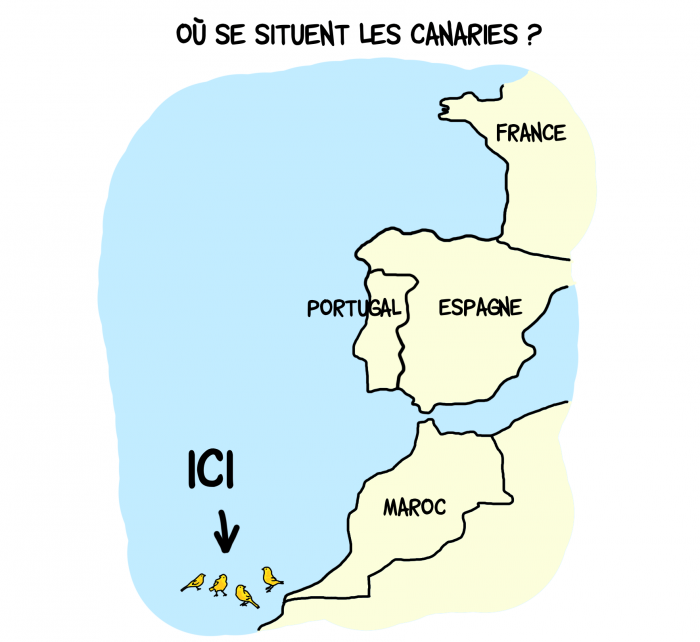 Dessin : Canaries ou canaris ?