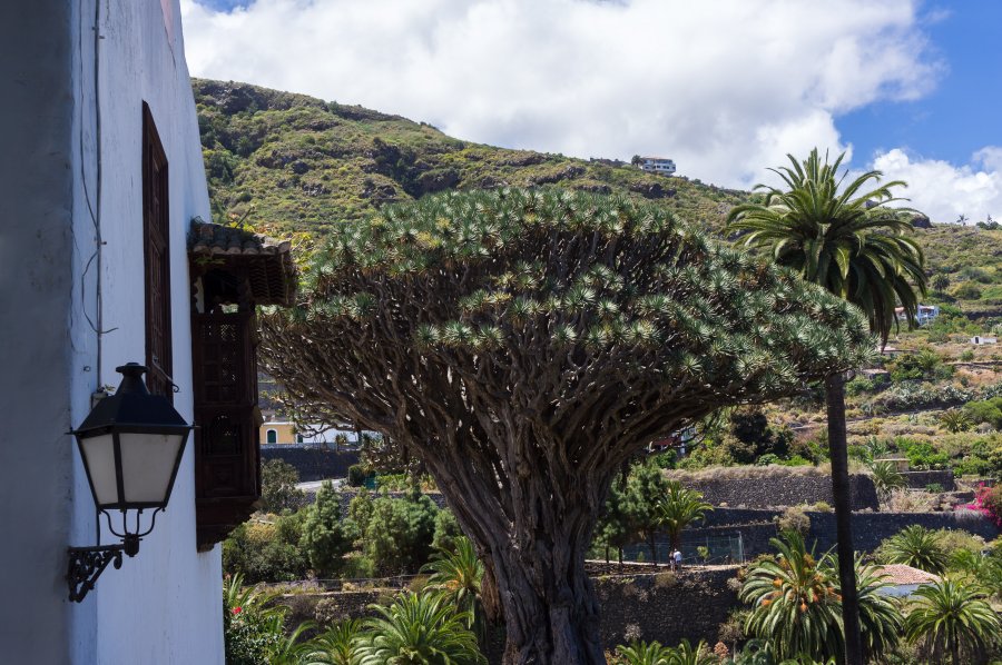 Icod de los vinos, Tenerife