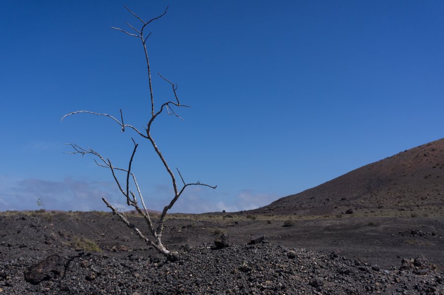 Terre volcanique à Lanzarote