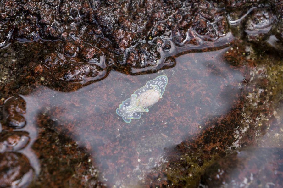 Limace de mer