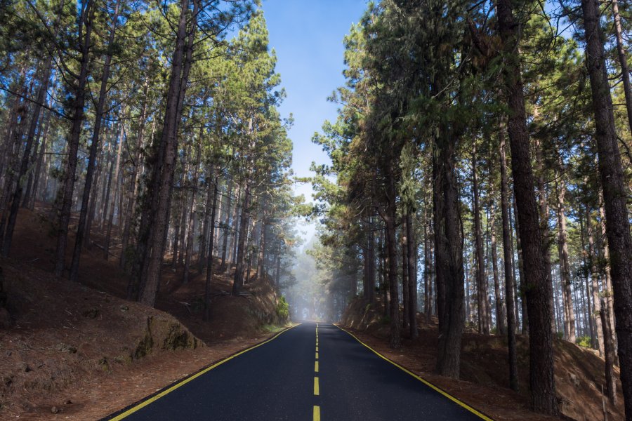 Traversée d'une forêt de pins, Tenerife