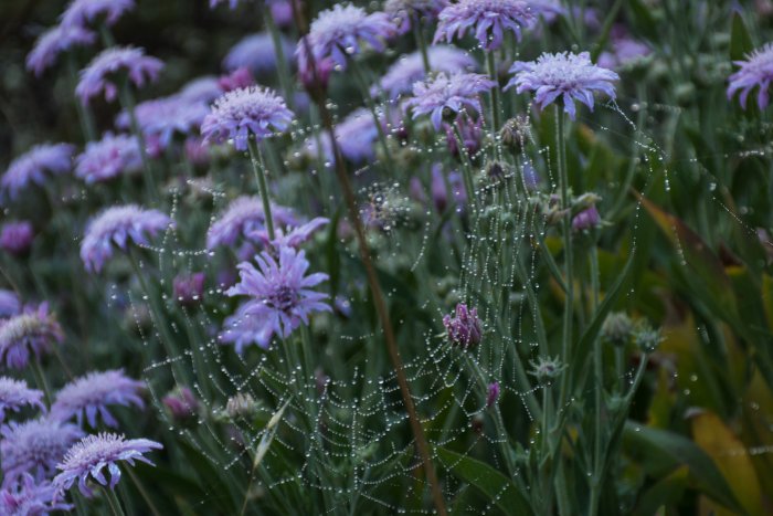 Rosée et toile d'araignée sur les fleurs