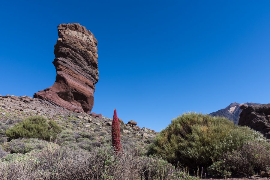 Roques de Garcia et vipérine, Teide, Tenerife