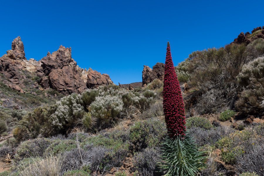 Roques de Garcia et vipérine, Teide, Tenerife