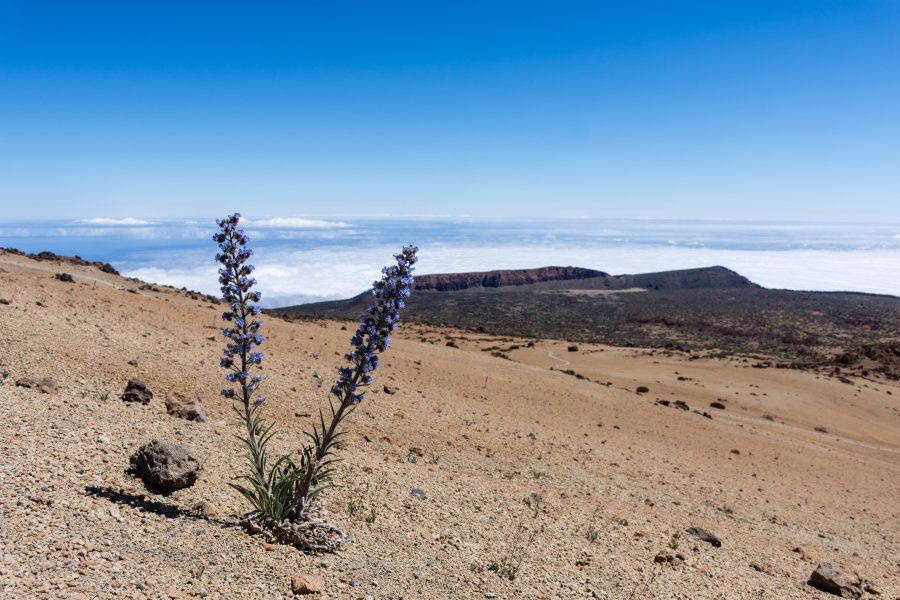 Ascension du Teide par la Montaña blanca, Tenerife