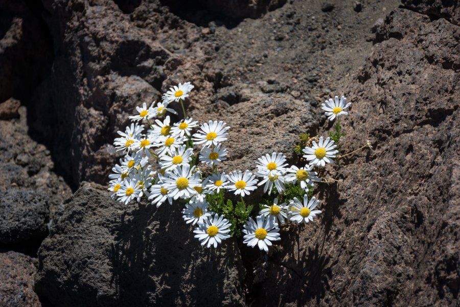 Ascension du Teide par la Montaña blanca, Tenerife