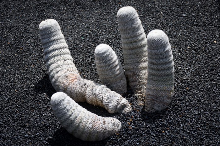 Jardin de cactus, Lanzarote
