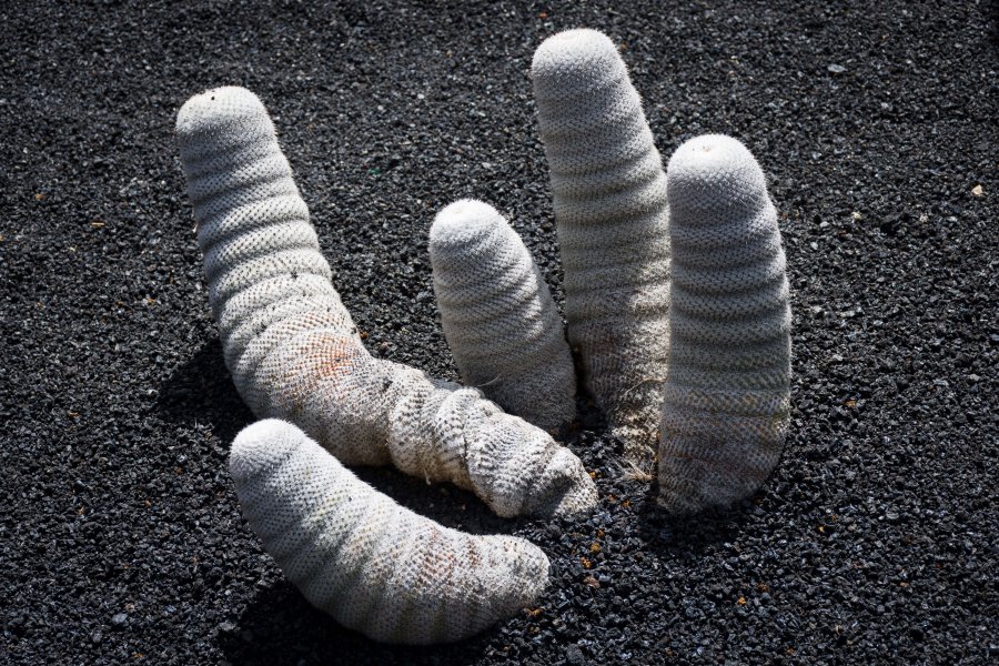 Jardin de cactus, Lanzarote