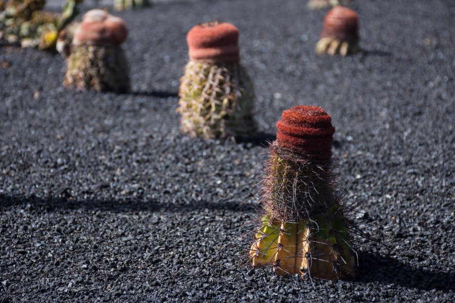 Jardin de cactus, Lanzarote