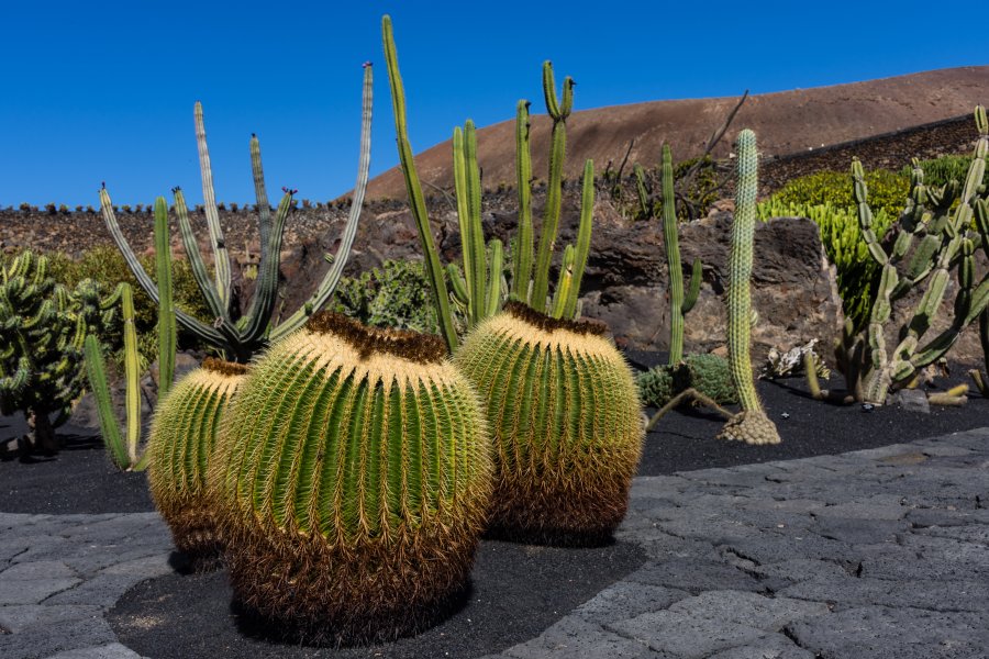 Jardin de cactus, Lanzarote