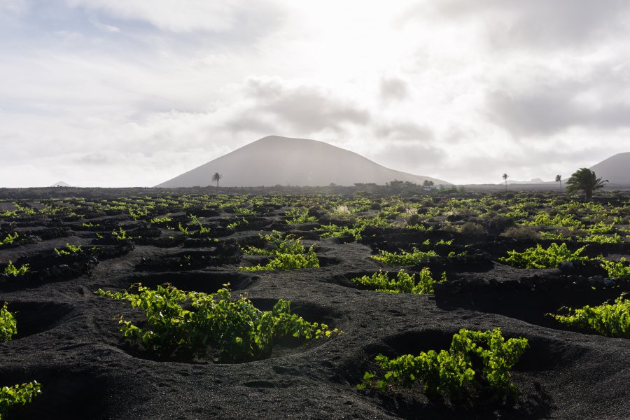 Vignes de Lanzarote, Canaries