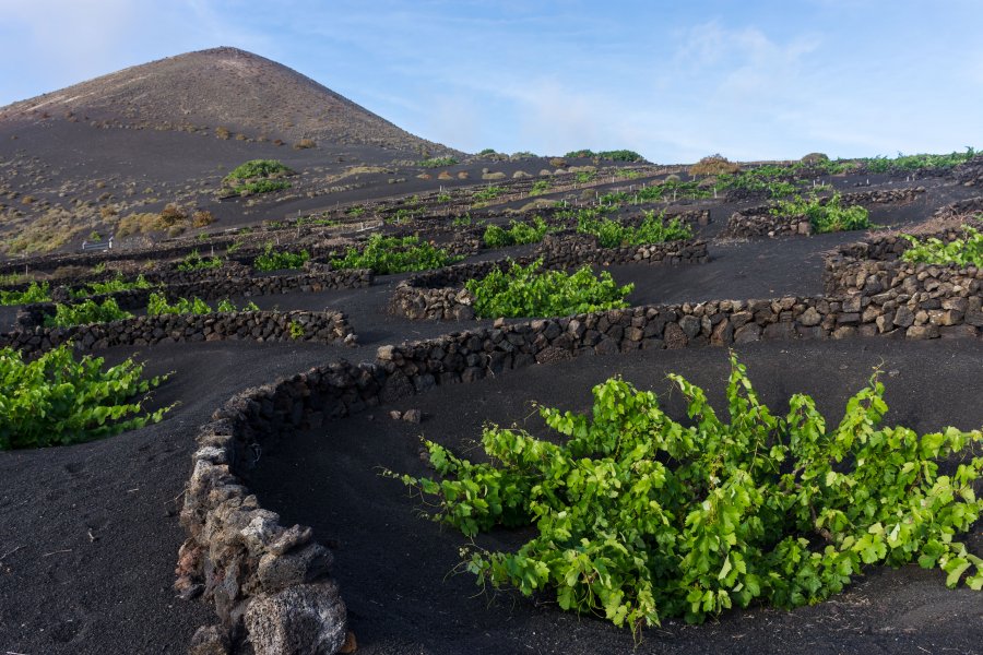 Vignes de Lanzarote, Canaries