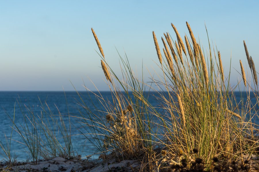 Plantes en bord de mer