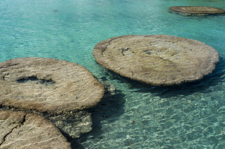 Stromatholites au Mexique