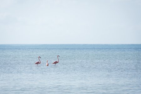 Flamants roses à Holbox, Mexique