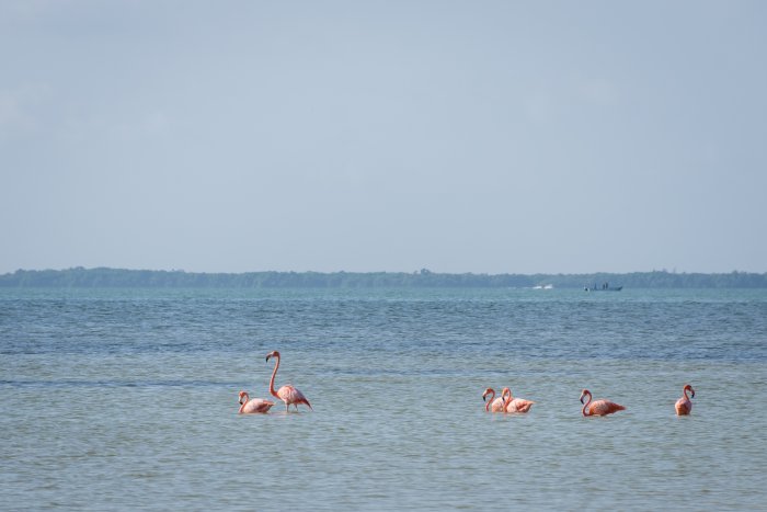 Flamants roses à Punta Coco, Holbox