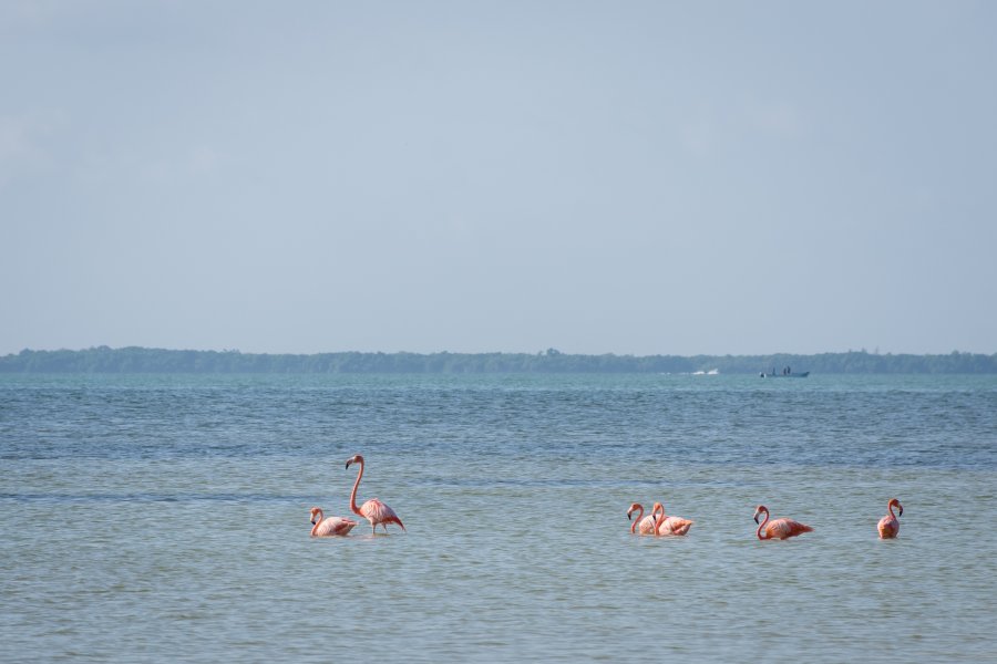 Flamants roses à Punta Coco, Holbox