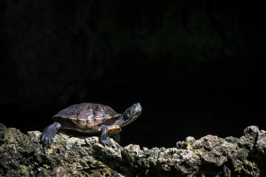 Tortue d'eau douce, Cenote de Tulum