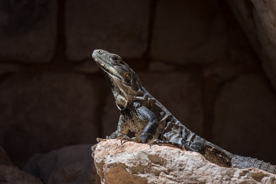 Iguane mexicain, Yucatán