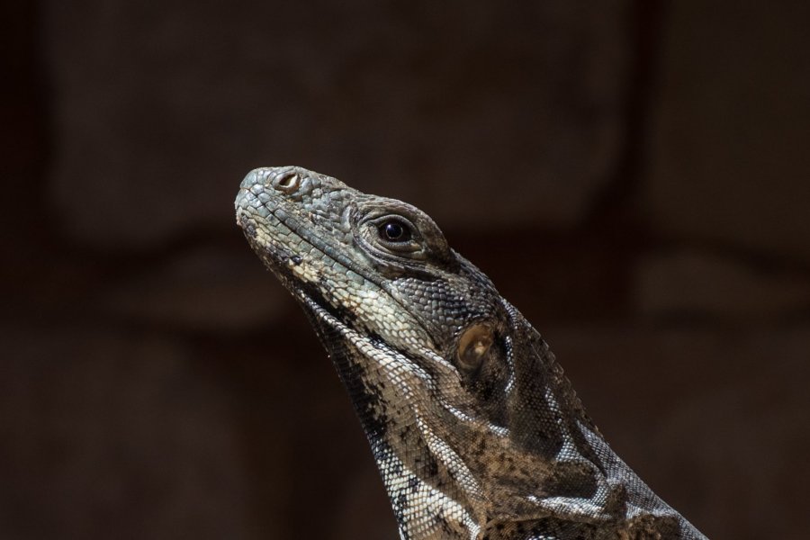 Iguane mexicain, Yucatán