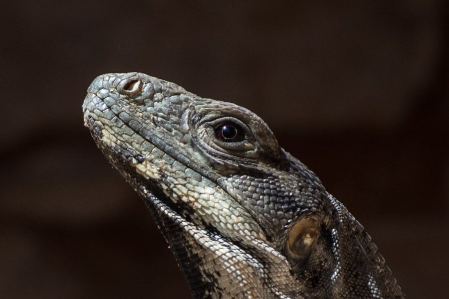 Iguane mexicain, Yucatán