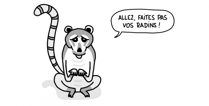 Coati au site archéologique de Tulum