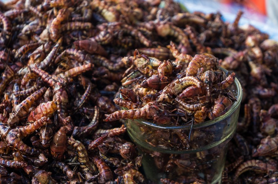 Chapulines, insectes mexicains