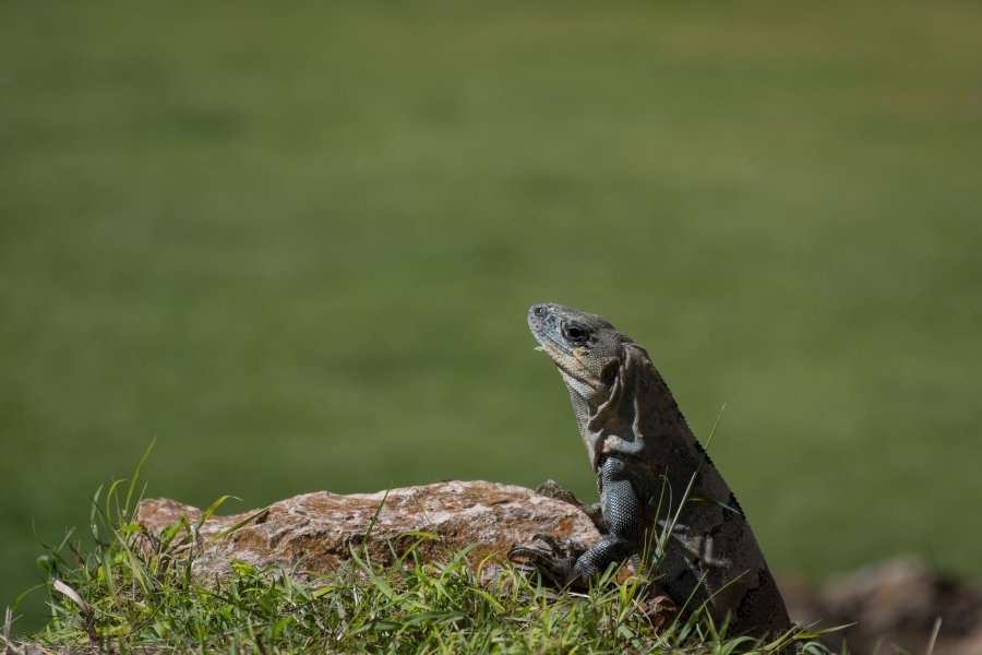 Iguane à Uxmal, Mexique