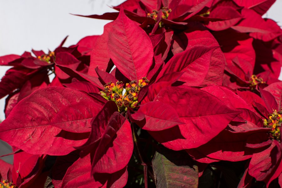 Fleurs étoiles de Noël