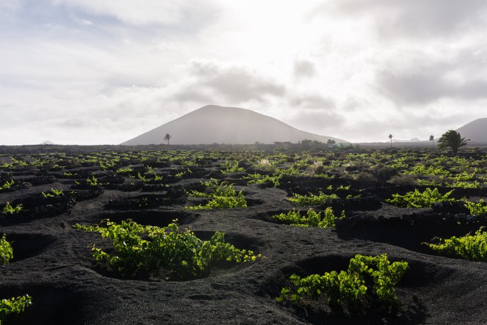 Vignes de Lanzarote