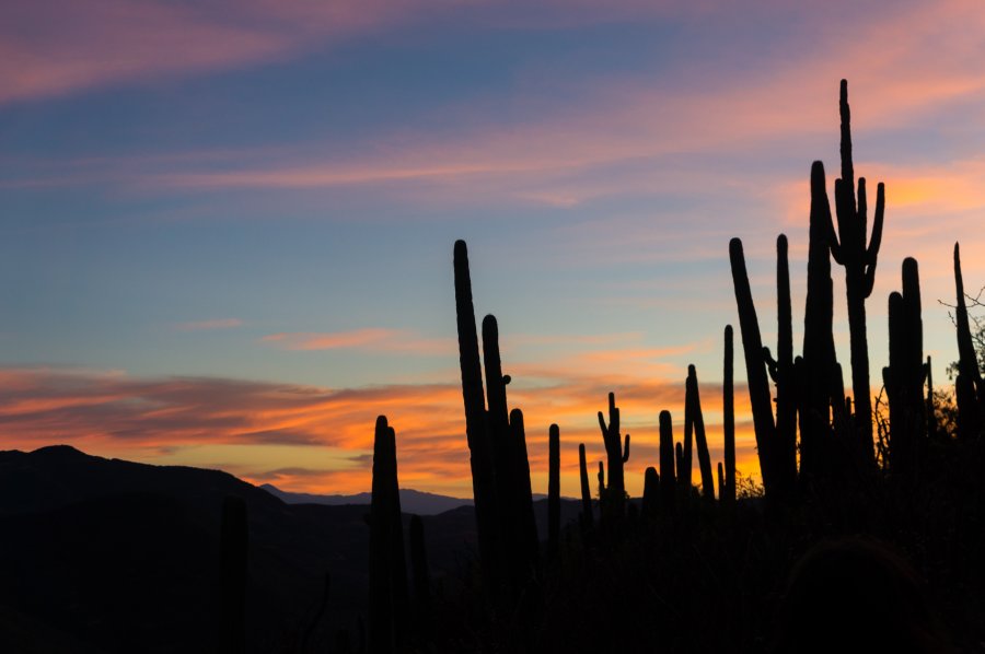 Cactus au coucher du soleil