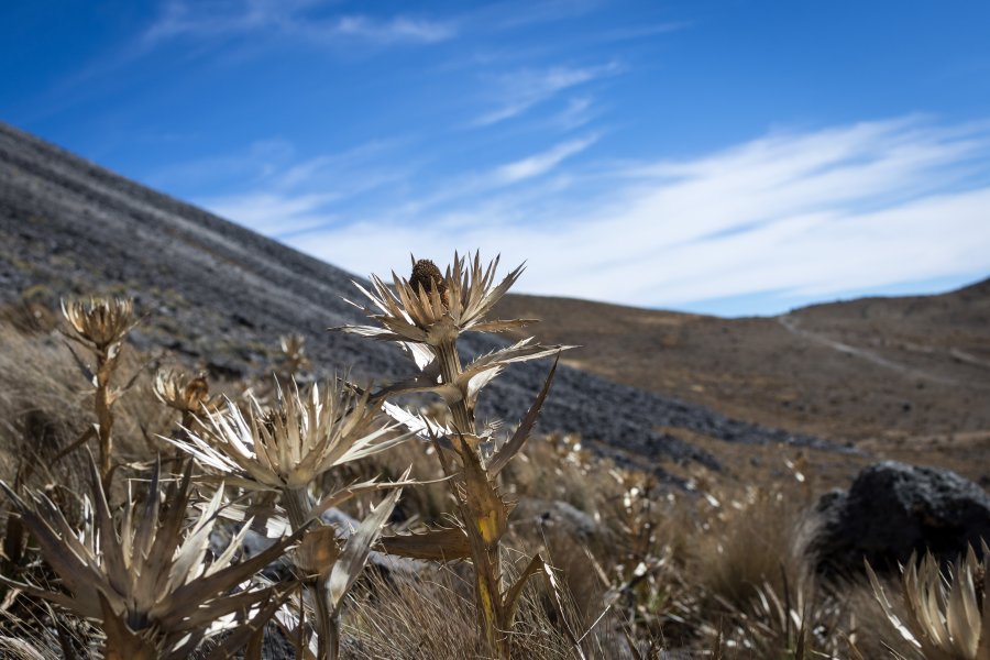 Plantes Eryngium monocephalum