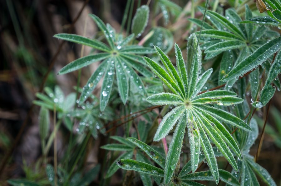 Lupins dans la montagne