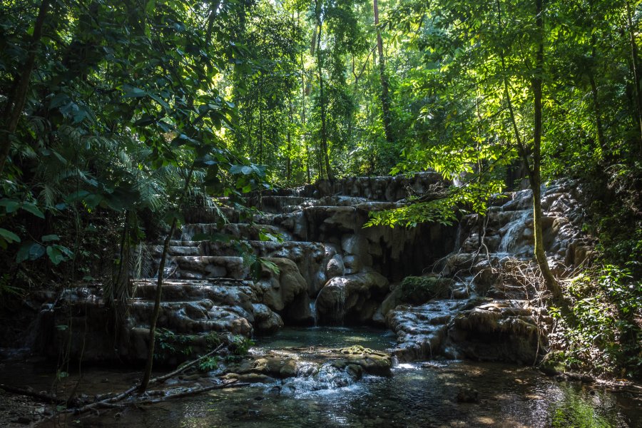 Jungle de Palenque, Chiapas, Mexique